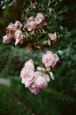 Rebecca Konrad • Hochzeitsfotografin Hamburg