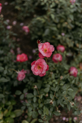 Rebecca Konrad • Hochzeitsfotografin Hamburg