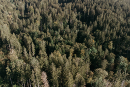 Rebecca Konrad • Hochzeitsfotografin Hamburg